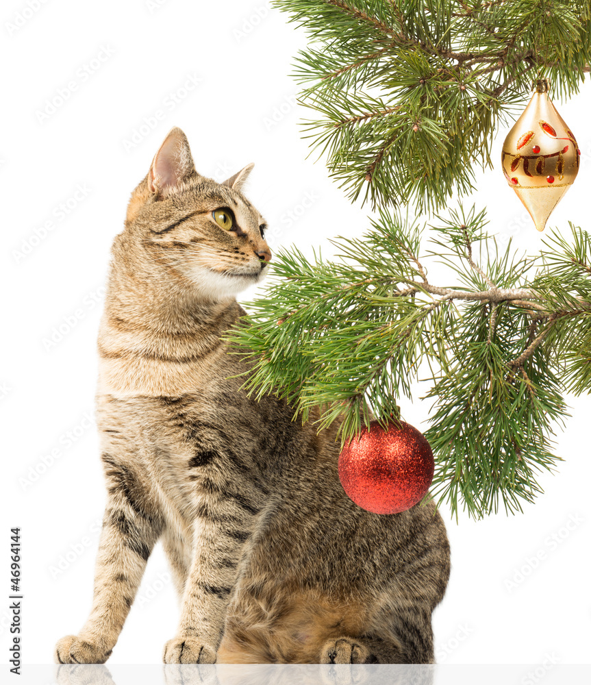 Christmas tree and domestic cat Christmas tree and domestic cat