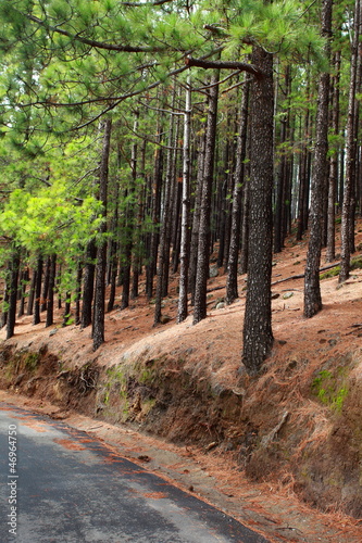 Forest in La Esperanza  Tenerife  Canary Islands  Spain