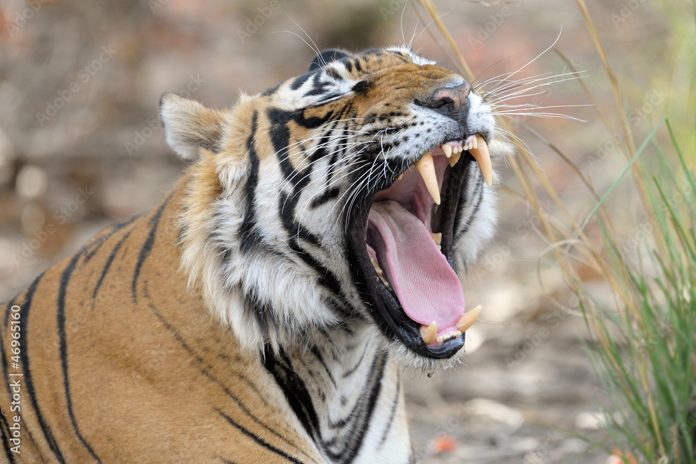 Fototapeta premium Bengal Tiger yawning.