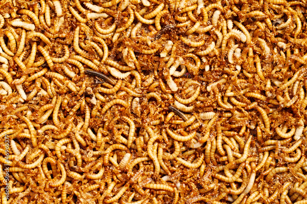 mealworms