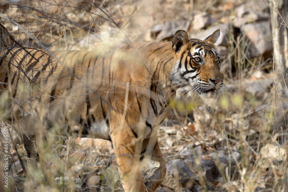 Obraz premium Bengal Tiger walking in dry forest.
