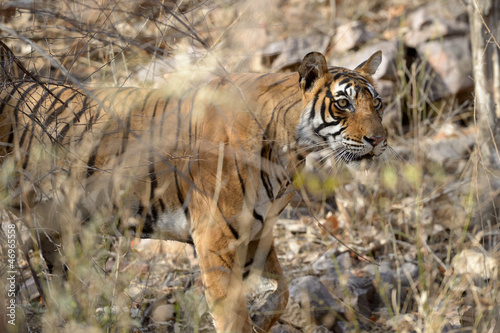 Bengal Tiger walking in dry forest.