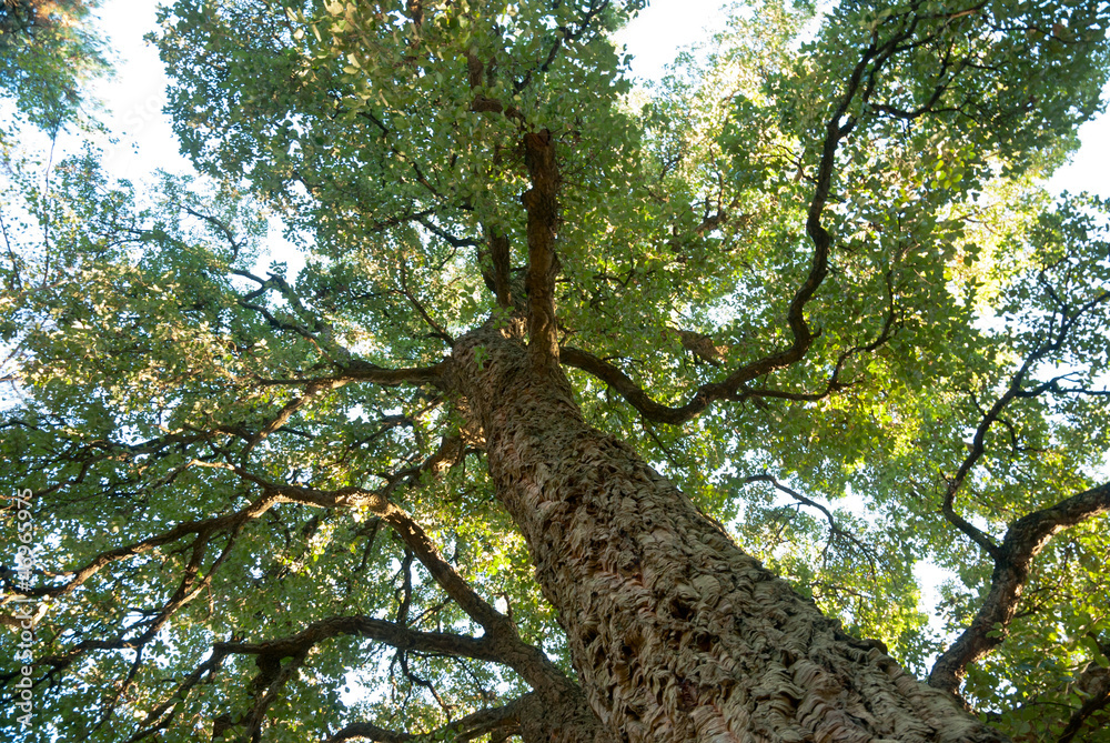 Fototapeta premium Cork oak tree, Quercos Suber