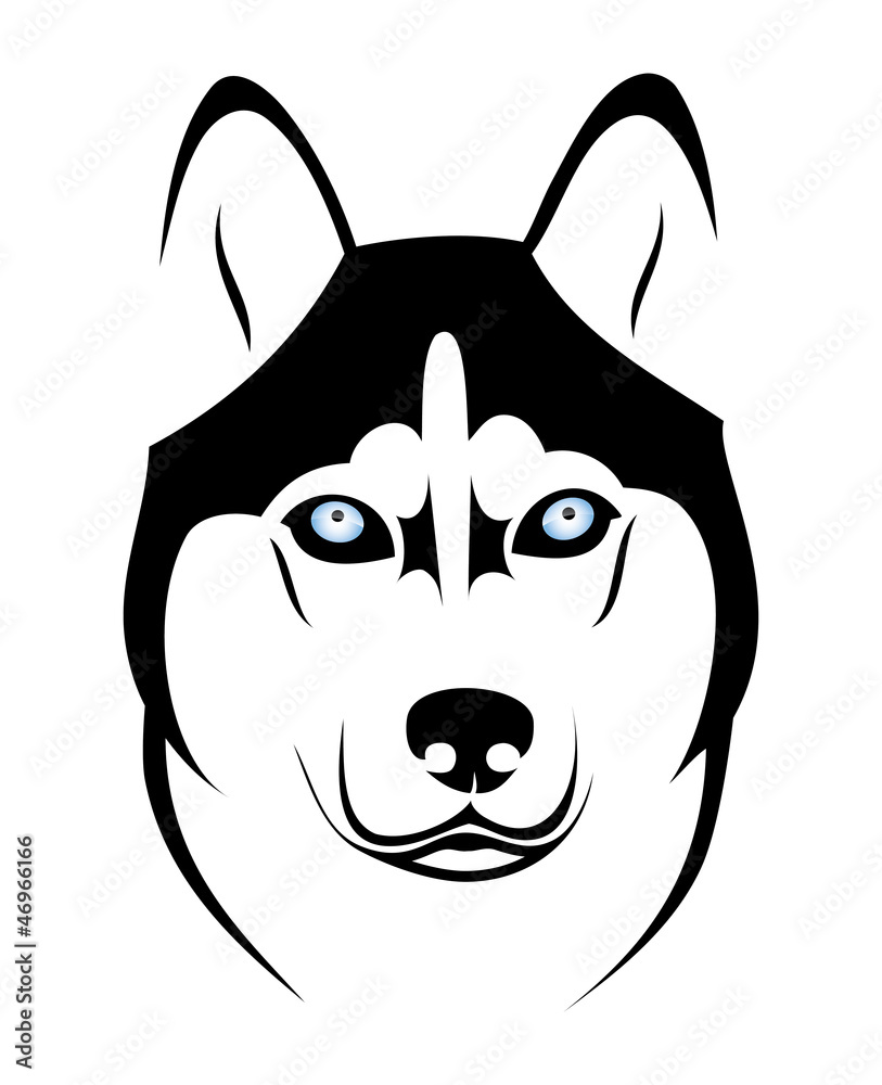 Husky dog Husky dog