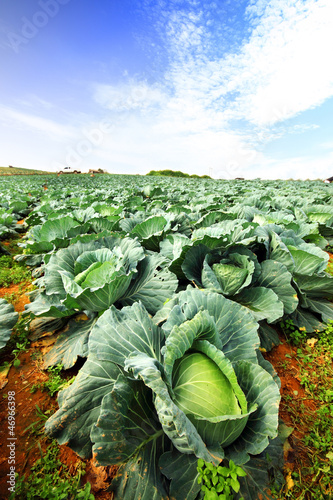 The green cabbage field