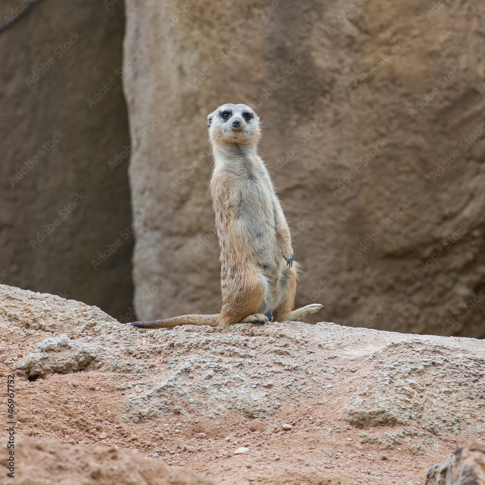 A Meerkat Standing Upright And Looking Alert A Meerkat Standing Upright And Looking Alert