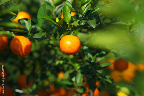 Fotografia Mandarine or satsuma growing in the bush in the orchard