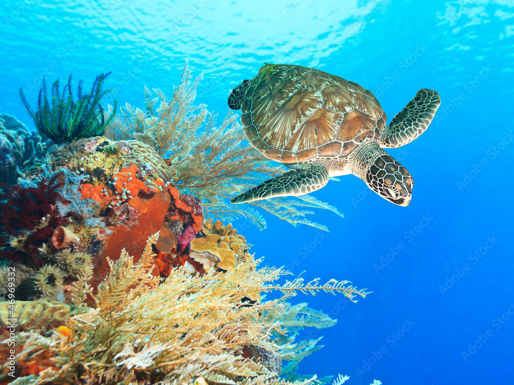 Fototapeta premium Turtle and coral