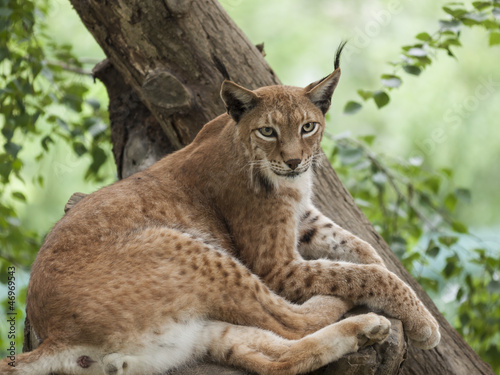 Lynx photo