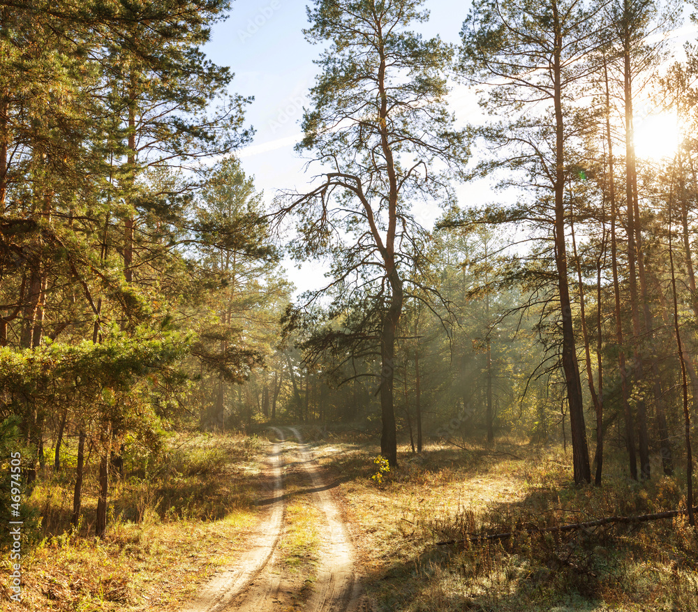 Fototapeta premium Autumn forest