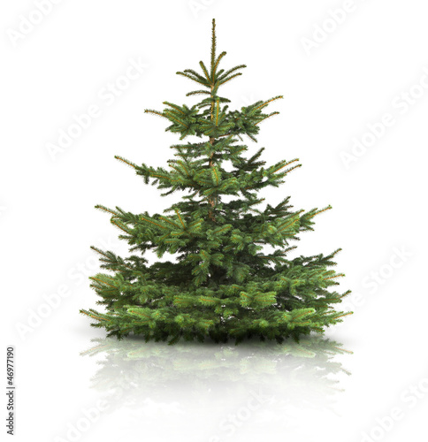 Tannenbaum
