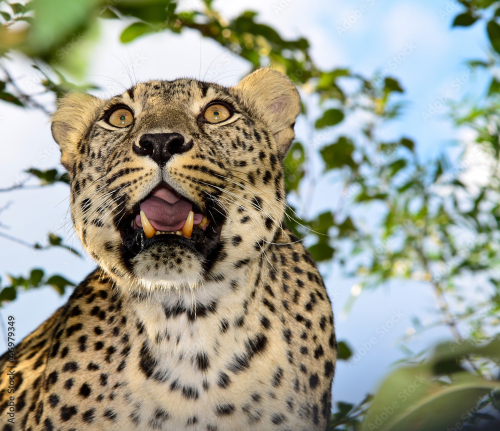 Obraz premium Леопард