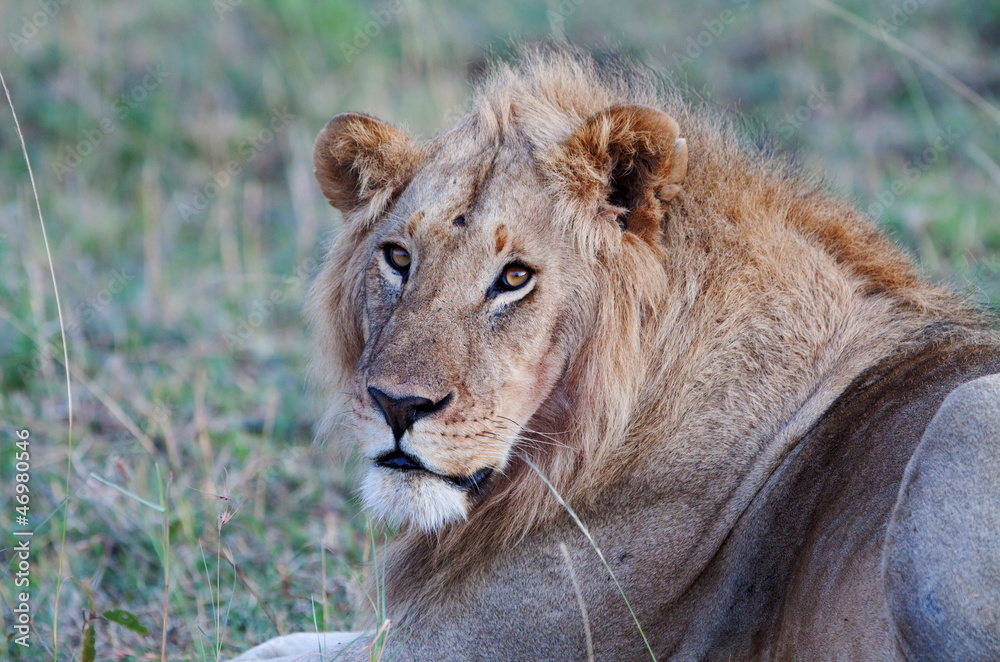 Male African Lion in the Maasai Mara National Park, Kenya Male African Lion in the Maasai Mara National Park, Kenya