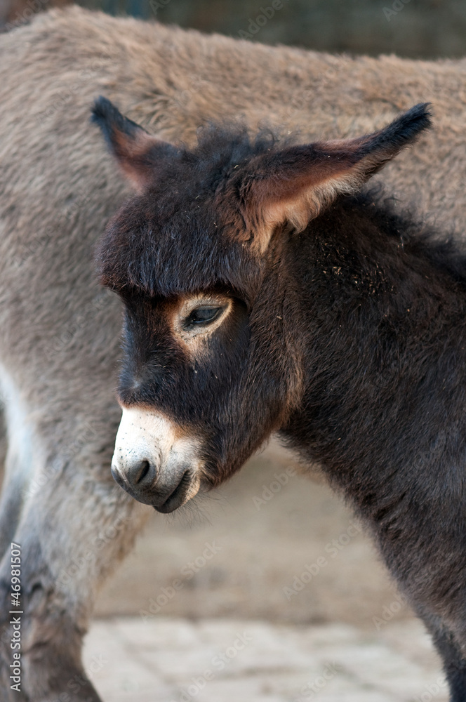 Foal, baby donkey