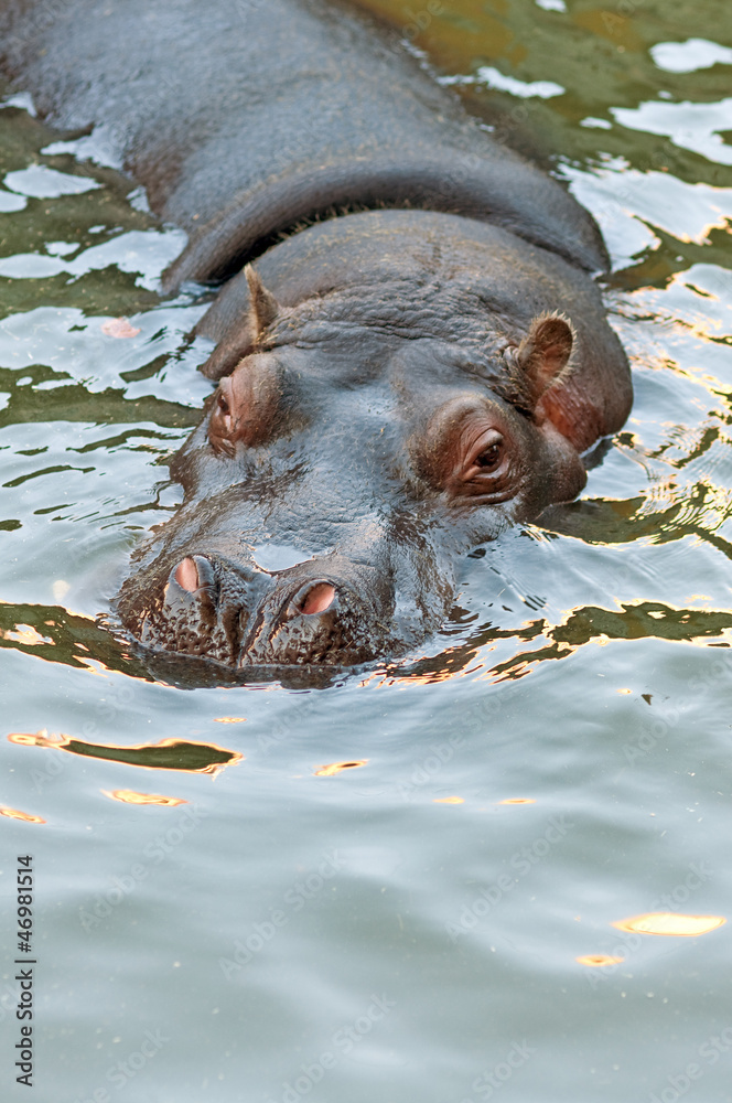 Fototapeta premium hippopotamus