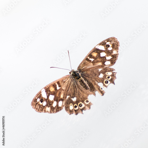 A badly damaged speckled wood butterfly.