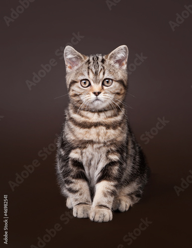small black marble british kitten on dark brown background