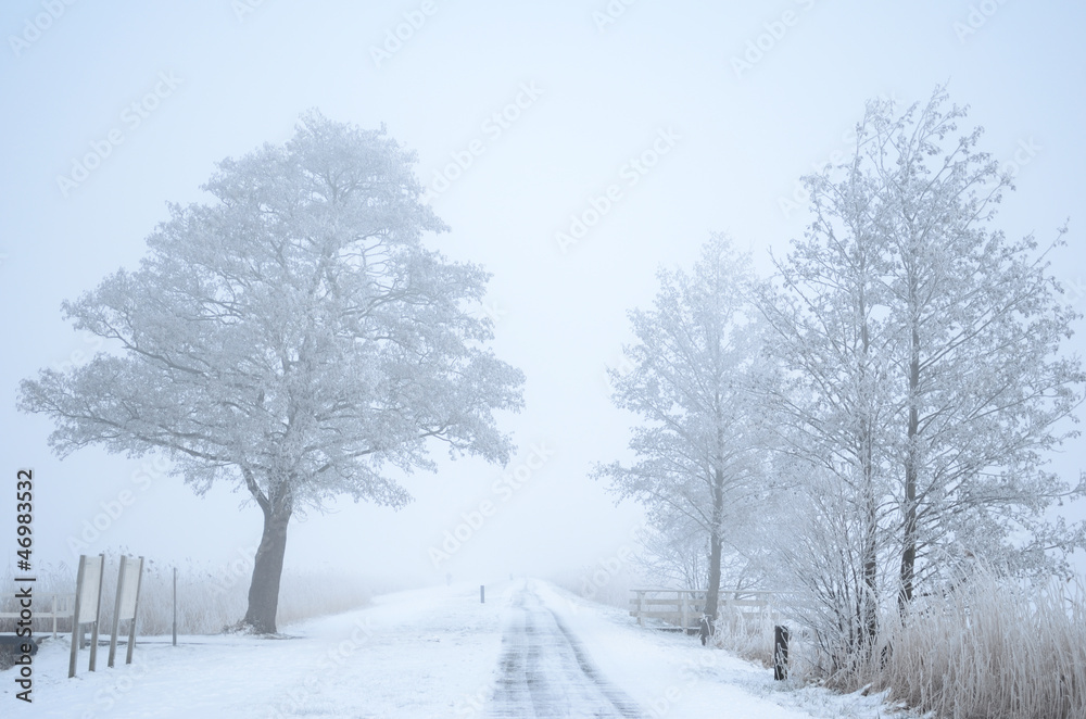 Foggy winter path in the snow