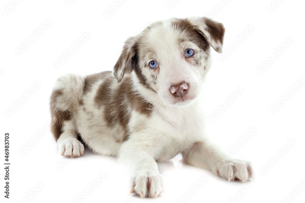 puppy border collie puppy border collie