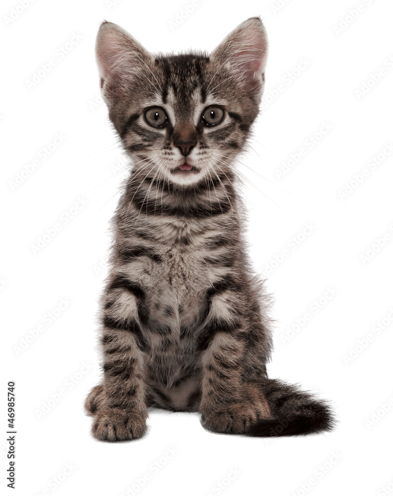 gray striped kitten with a surprised grimace gray striped kitten with a surprised grimace