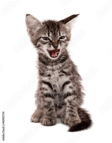 gray striped kitten with a skeptical grin