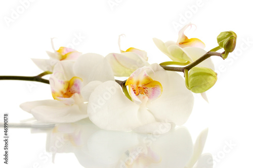Fototapeta Naklejka Na Ścianę i Meble -  beautiful orchid, isolated on white