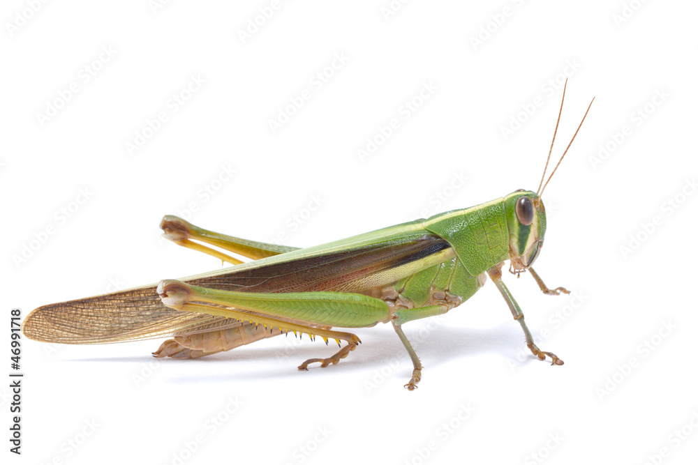 Grasshopper isolated on white background. Grasshopper isolated on white background.