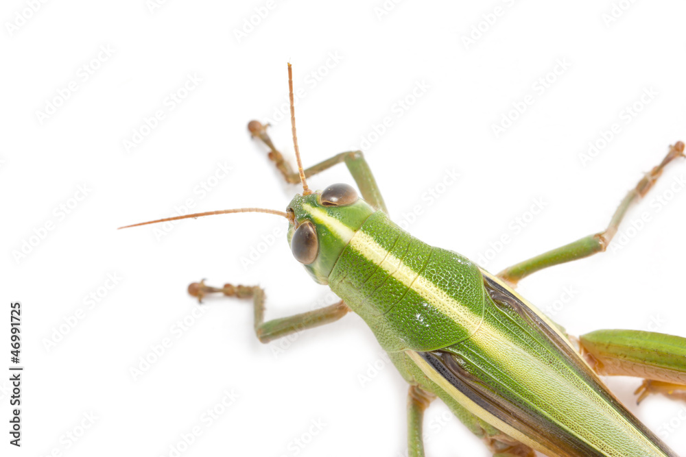 Fototapeta premium Grasshopper isolated on white background.