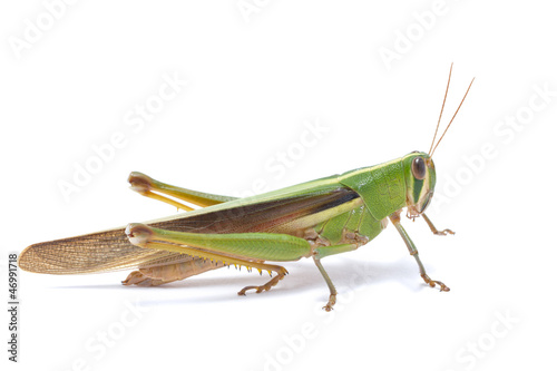 Obraz na płótnie Grasshopper isolated on white background.