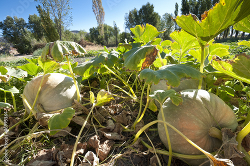 Fotografie Pumpkin over the soil in a traditional vegetable garden