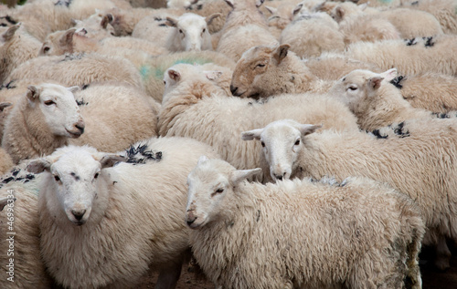 Welsh Mountain Sheep