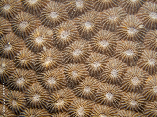 Star Coral - Diploastera heliopora