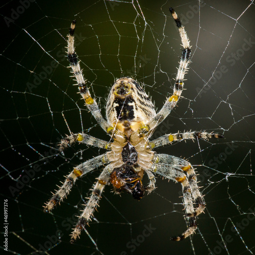 Big spider in its web