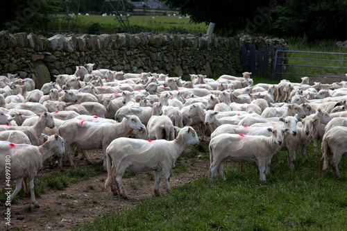 Welsh Mountain Sheep photo