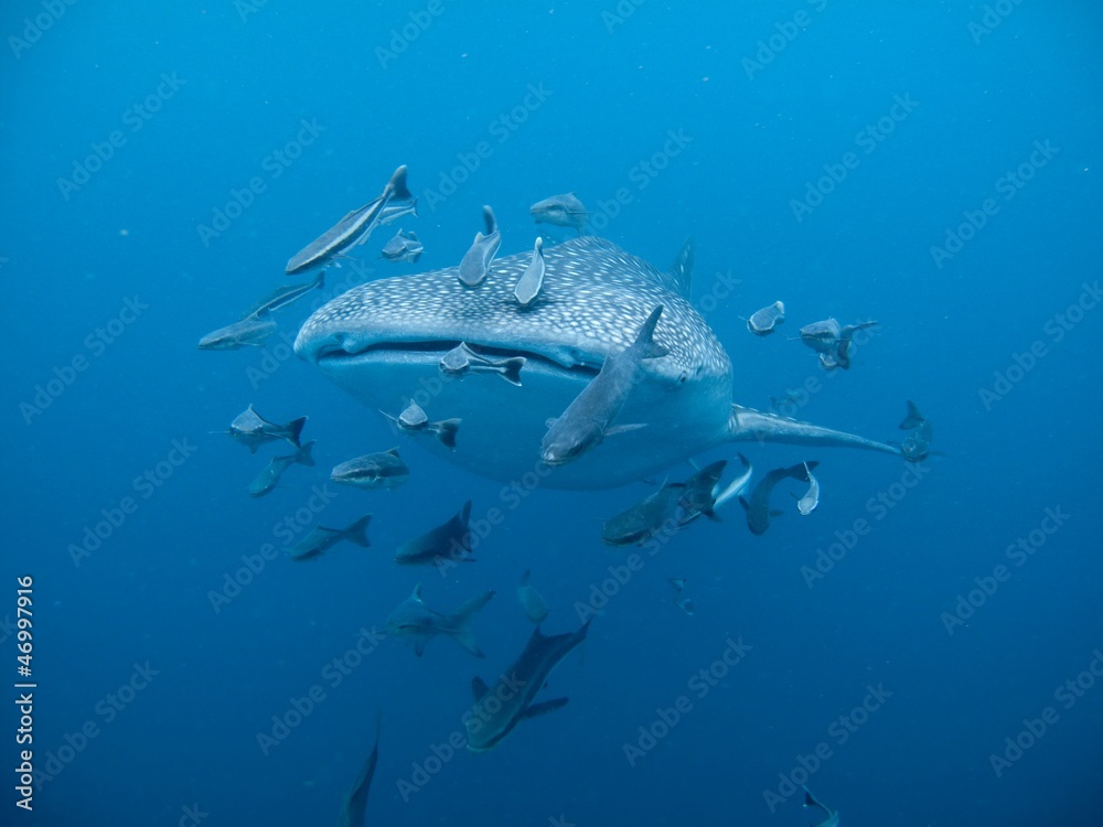 Fototapeta premium Whale Shark - Rhincodon typus