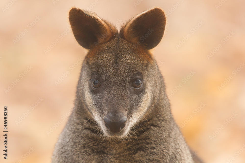 Close-up swamp wallaby