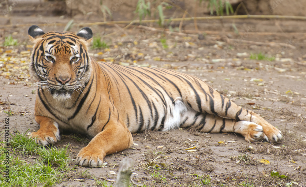 Fototapeta premium Tiger