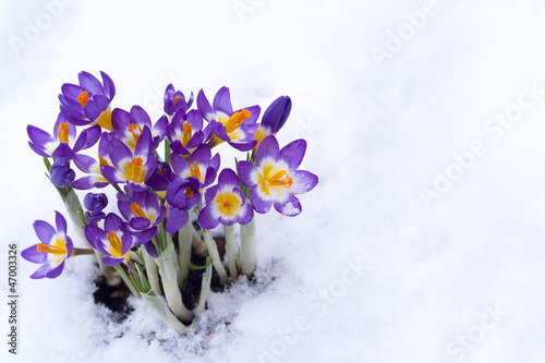 Early spring purple Crocus in snow