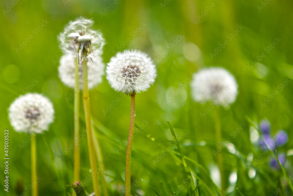 Dandelion Dandelion