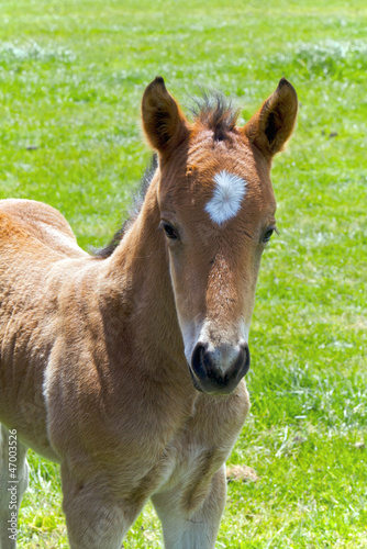 Young Horse