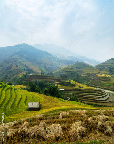 Rice fields of terraced in Vietnam