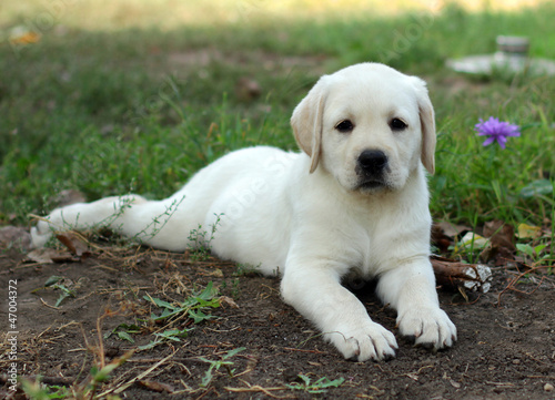 yellow labrador puppy laying in the garden