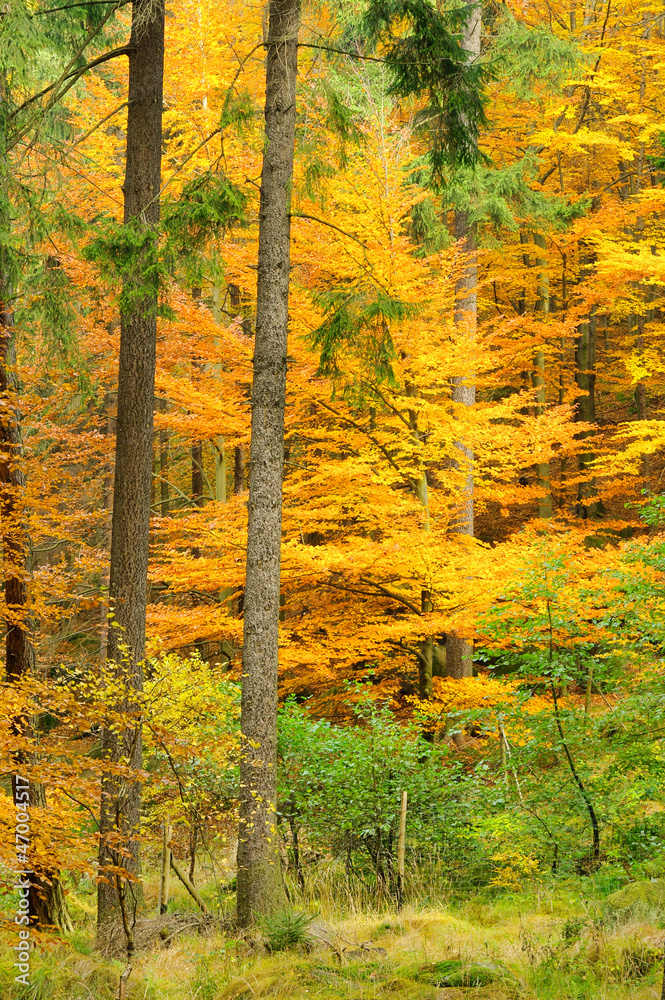 Fototapeta premium Buchenwald im Herbst - beech forest in fall 27