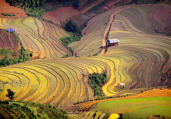 Fototapete Honigfarbe Reisfeld auf terrassiert. Reisterrassen in Vietnam  © degist