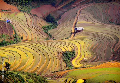 rice field on terraced. Terraced rice fields in Vietnam #47006309