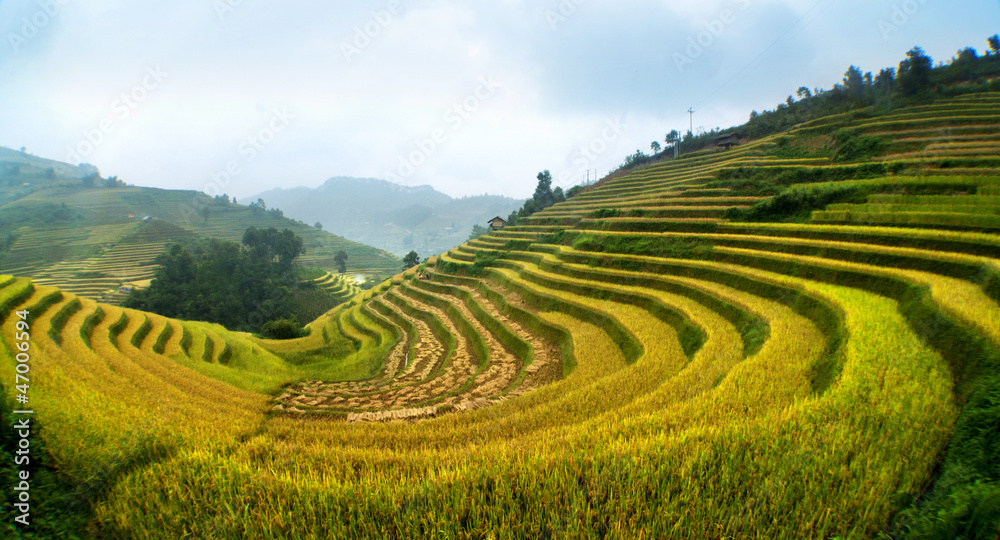 rice field on terraced in mountain. Terraced rice fields in Viet