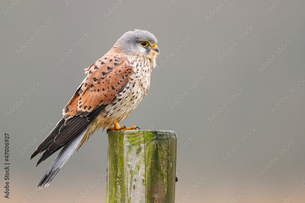 Εκτύπωση καμβά kestrel on a pole