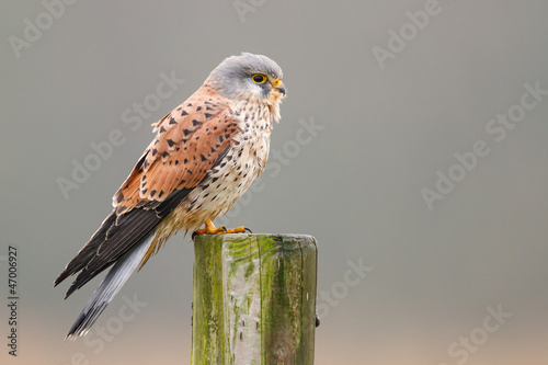 kestrel on a pole photo