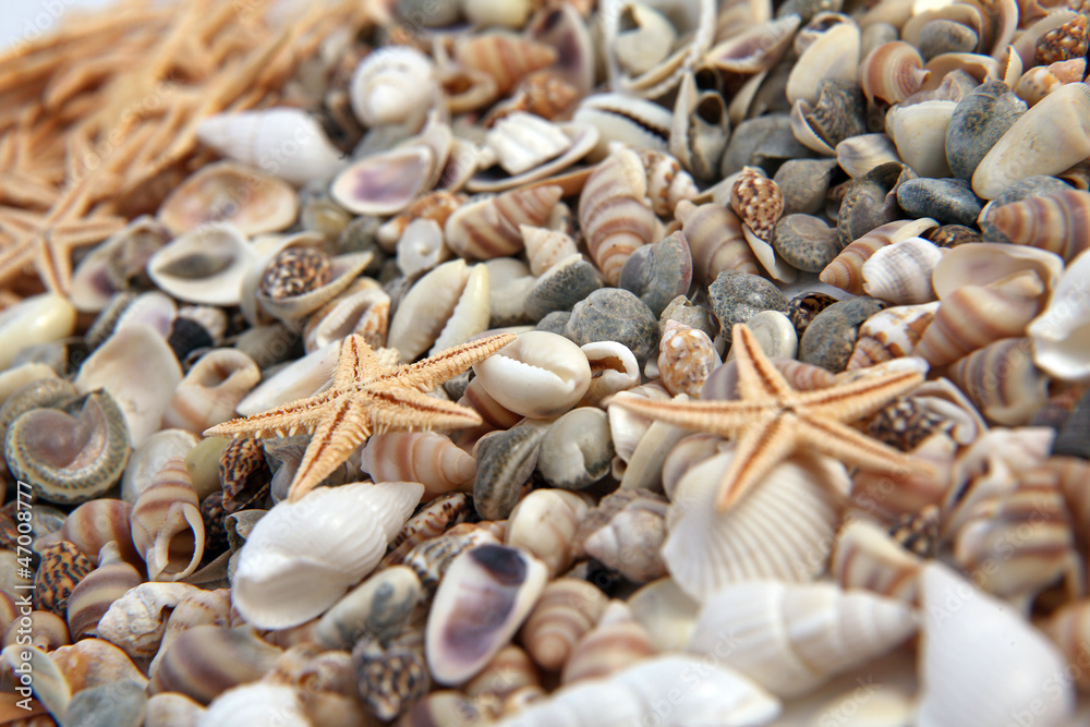 Seashells, starfish from the beach (macro)