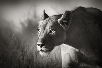 Aluminium schilderij Zwart wit Lioness stalking  © JohanSwanepoel